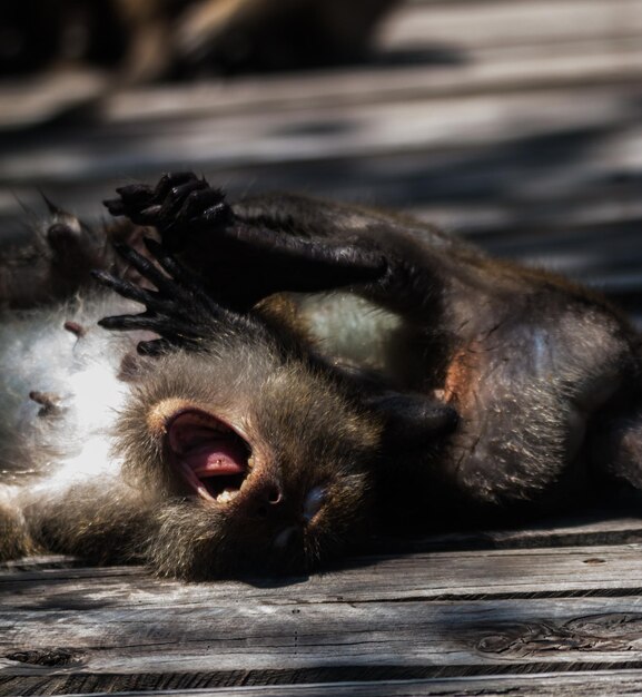 Photo monkeys fighting on footpath