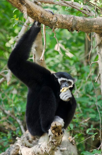 Photo monkeys in a forest