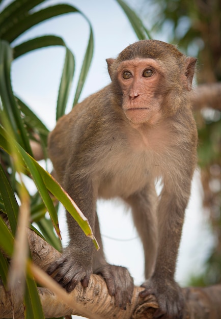 Monkeys from Southeast Asia Filmed in Cambodia