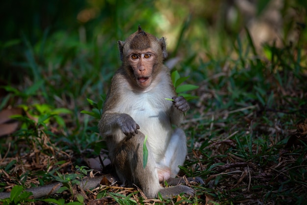 Monkeys from Southeast Asia Filmed in Cambodia