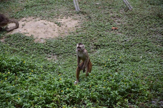 Monkeys on the grass in the Historic Park of Guayaquil Ecuador