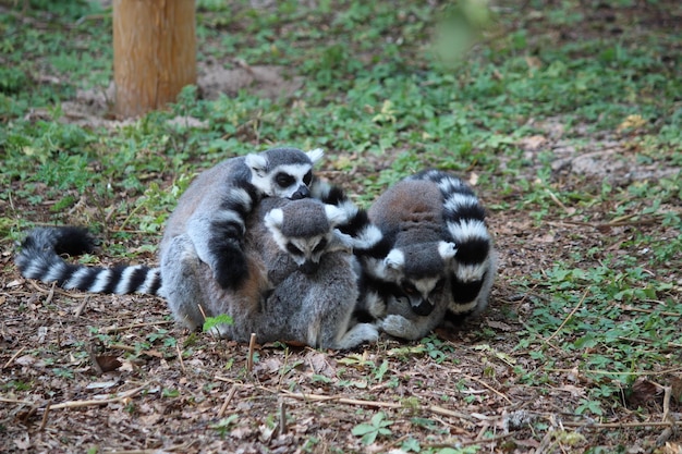 写真 野原のサル