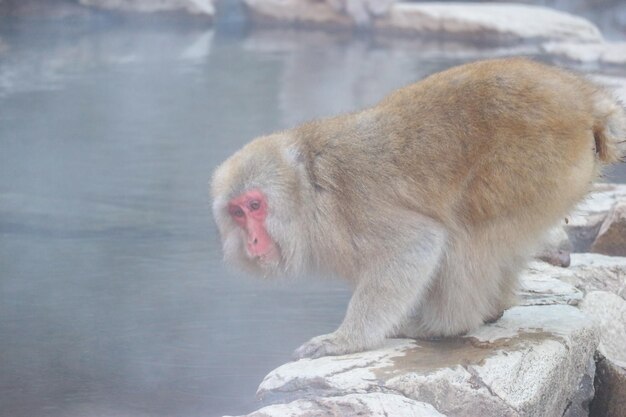 写真 水中の猿