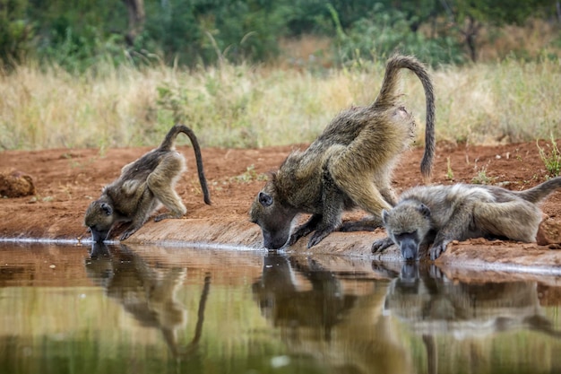 写真 湖の猿たち