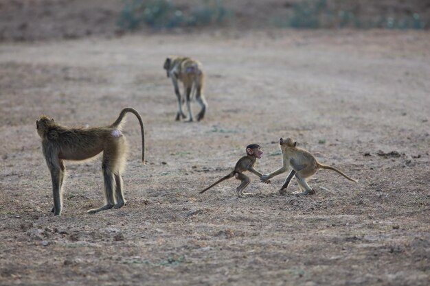 monkeys and infants on field