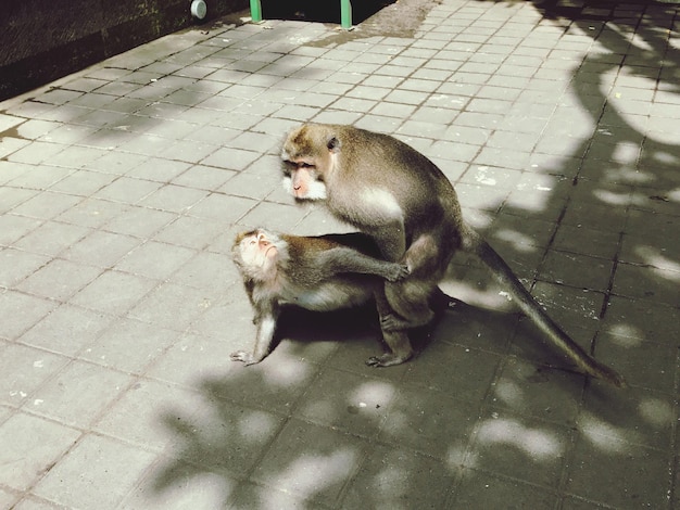 Photo monkeys mating outdoors