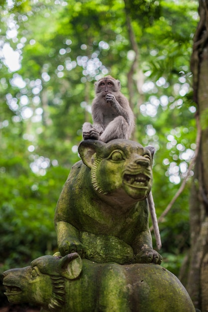 Обезьяны в лесу обезьян, Бали