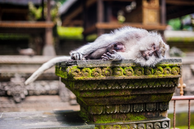 Monkeys in the monkey forest, bali