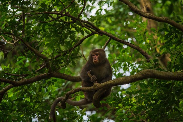 Monkeys nature's playful pranksters