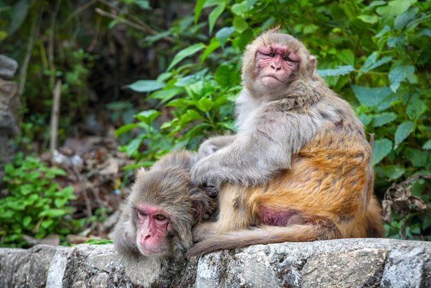 Monkeys in Nepal