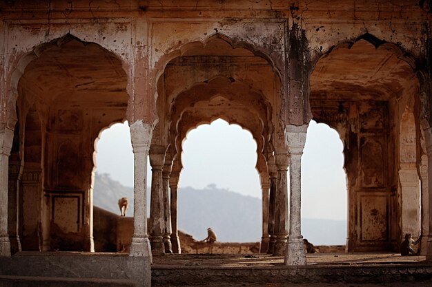 monkeys in old structure