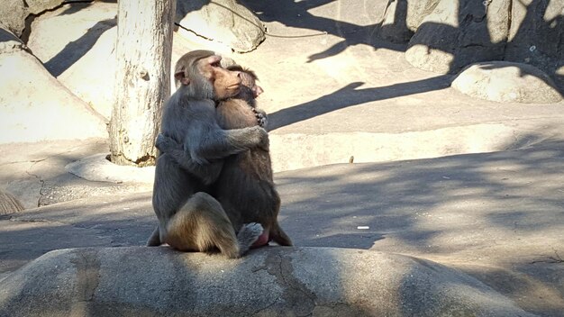 写真 動物園の岩の上にいる猿