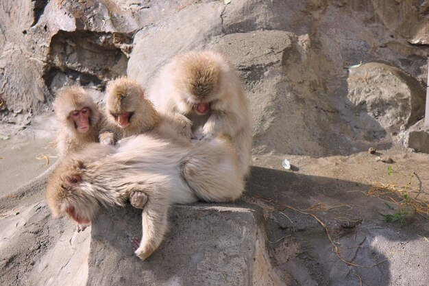 写真 岩の上にいる猿