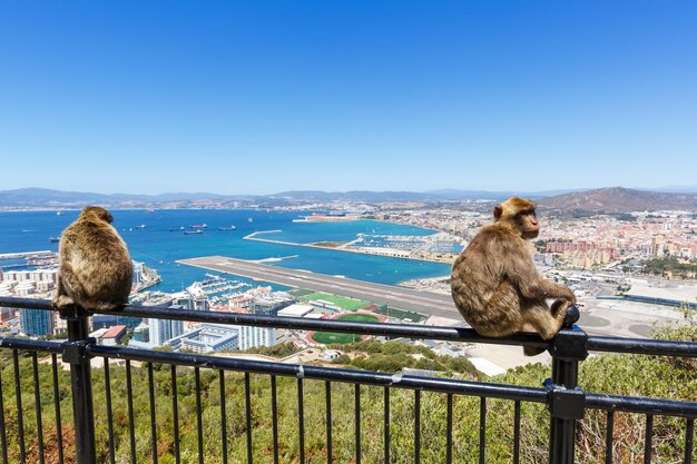 写真 澄んだ青い空に沿って海の猿