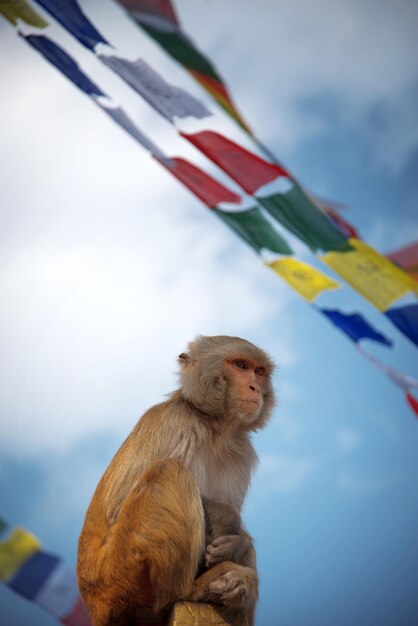 Monkeys in Pashupatinath