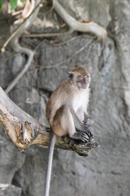 Monkeys in Phi Phi island