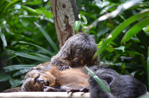 Photo monkeys resting on tree