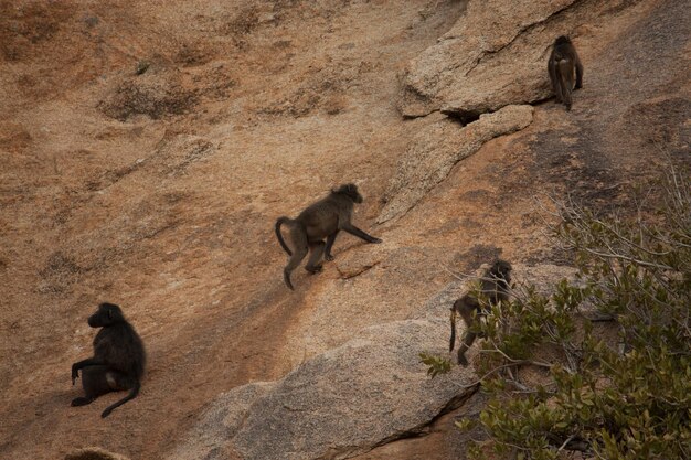 Monkeys on rock formation