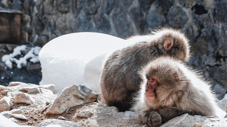Photo monkeys on rock in snow