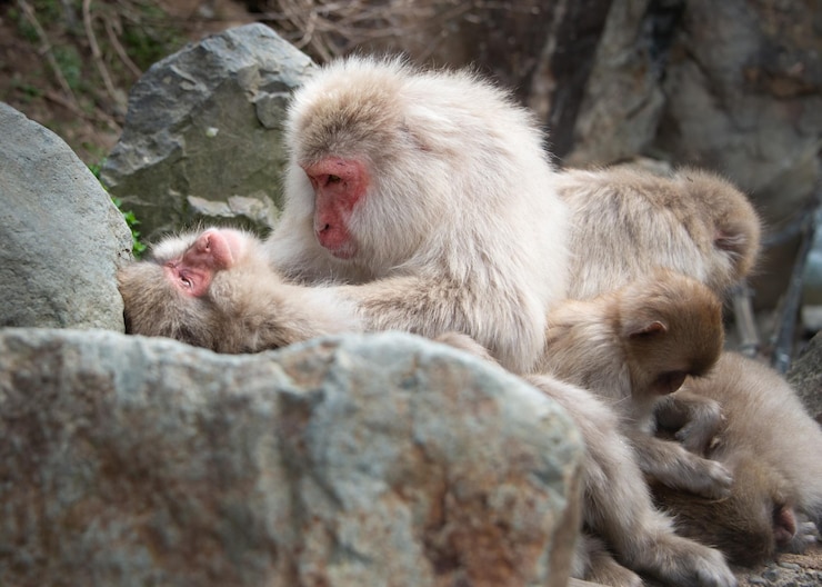 Photo monkeys on rocks