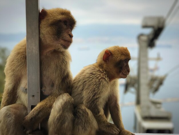 Photo monkeys sitting against sky