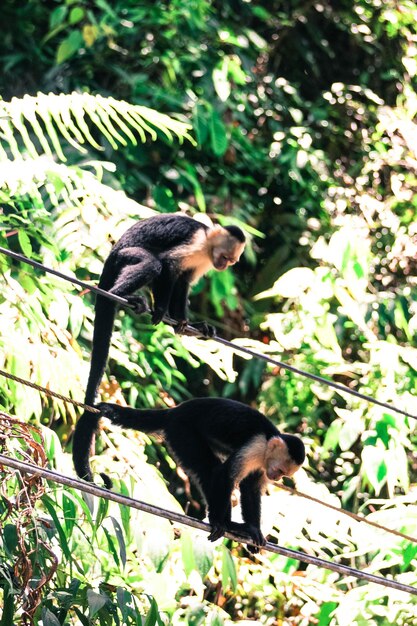 Photo monkeys sitting on cable