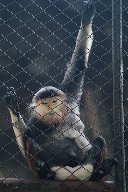 ケージに座っているサル。タイの全国動物園。