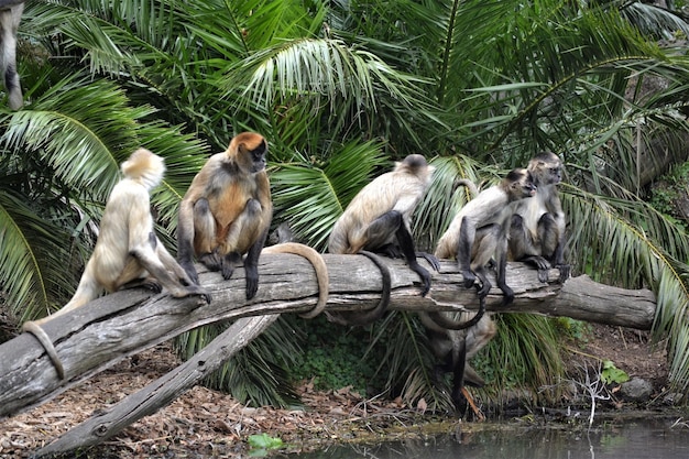 Photo monkeys sitting on fallen tree