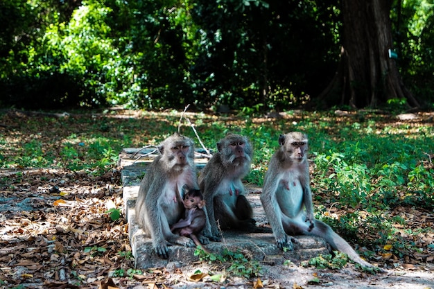 Foto scimmie sedute sul campo in una foresta