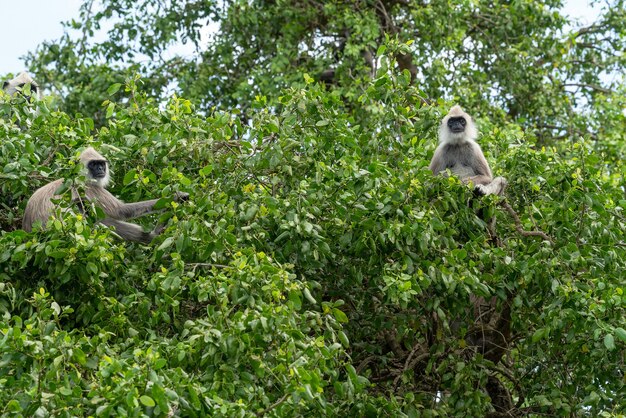 Monkeys sitting on gree tree in jungle