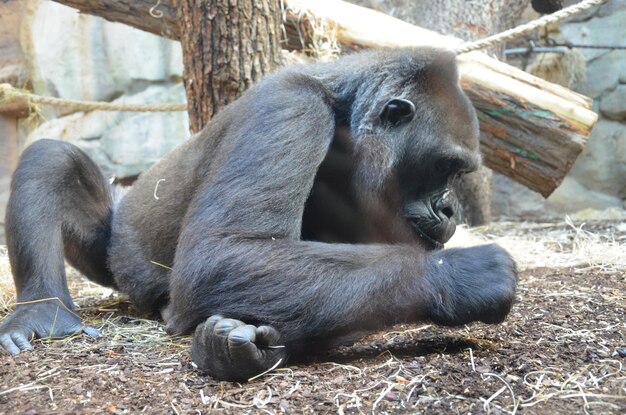 写真 動物園に座っている猿