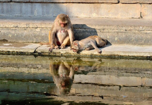 写真 湖のそばの階段に座っている猿