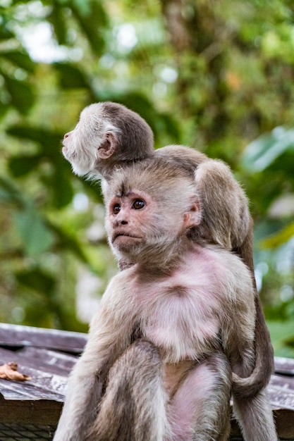 Photo monkeys sitting outdoors