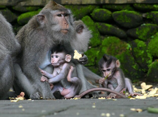 Photo monkeys sitting outdoors