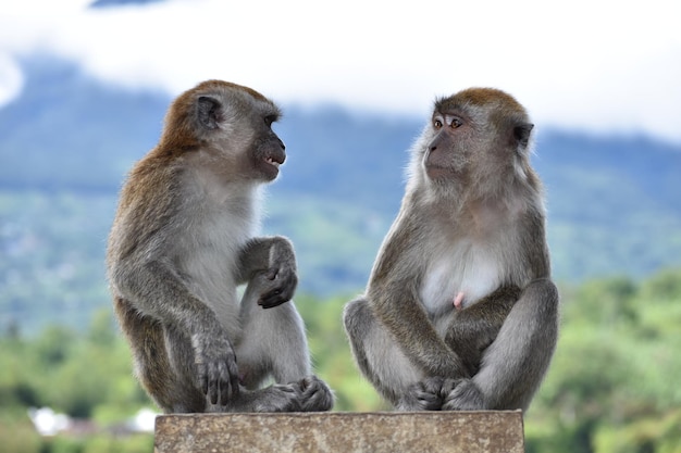 Photo monkeys sitting outdoors