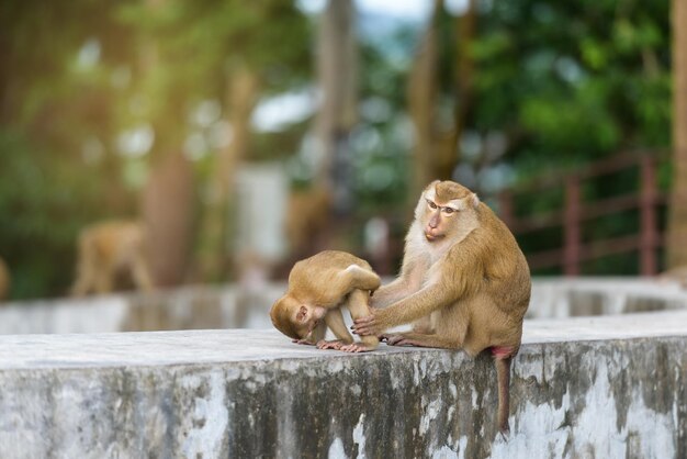 Foto scimmie sedute sul muro di sostegno