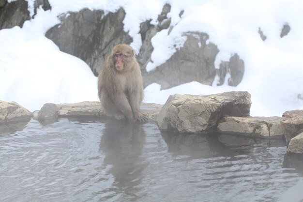 Photo monkeys sitting on rock