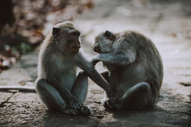 Monkeys sitting on stone wall