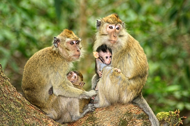Foto scimmie sedute sull'albero
