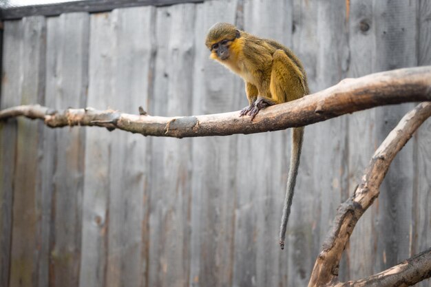 Monkeys sitting on wood