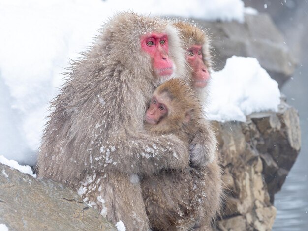 Photo monkeys in a snow