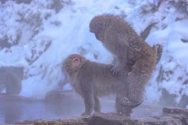 Monkeys in snow