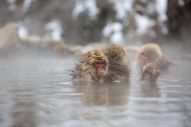 Foto scimmie che nuotano nel lago