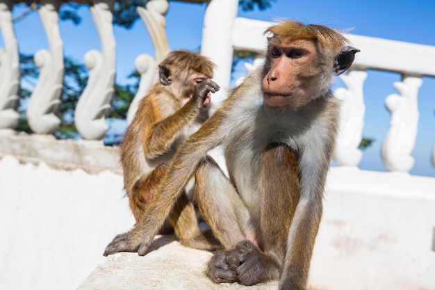 タイの熱帯林のサル