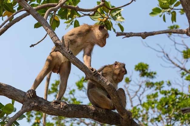 タイの熱帯林のサル