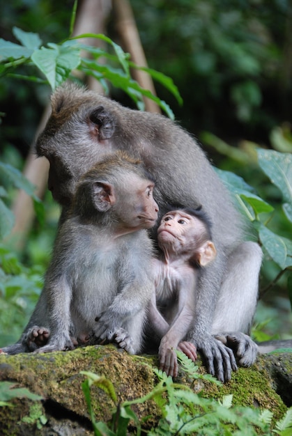 Monkeys in Ubud Monkey Forest, Bali, Indonesia.