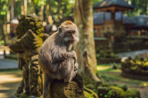 Monkeys in Ubud Monkey Forest, Bali Island, Indonesia