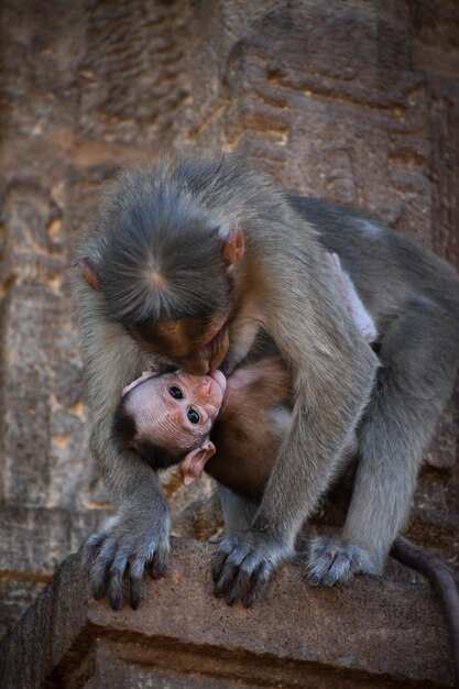 Photo monkeys in a wall