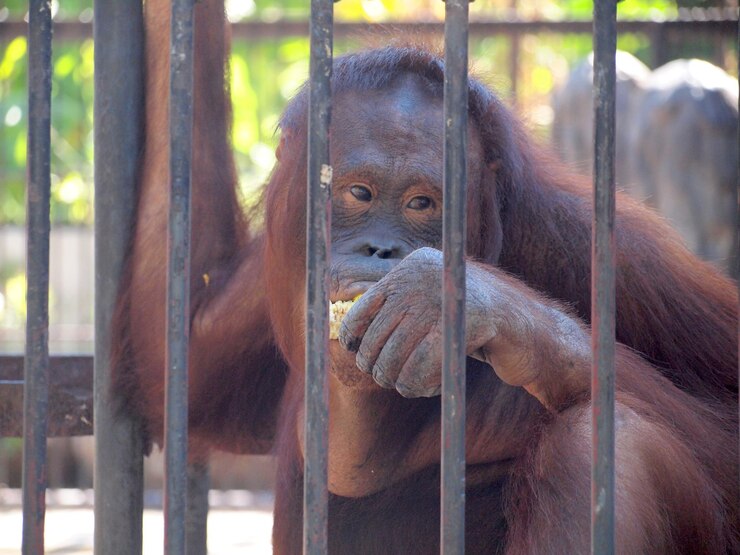 Photo monkeys in a zoo