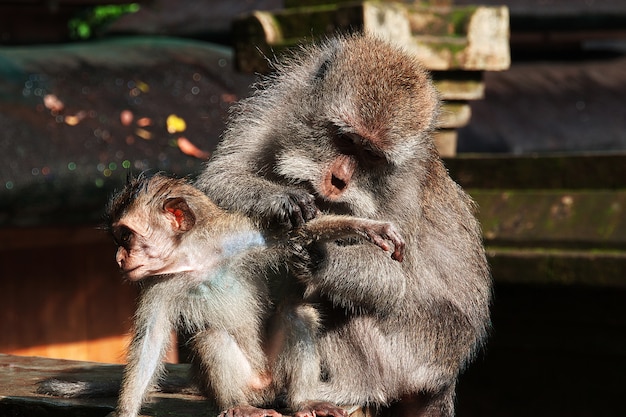 動物園のモンキーズ